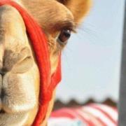 شيوخييه تفجيير