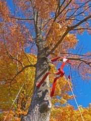 Birgit Schneidmueller