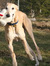 Trailhoundz