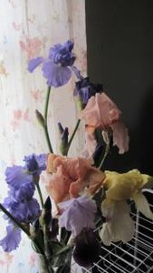 Sharon Daugherty