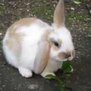 Nacho Saavedra geerdts