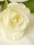 Donna L...