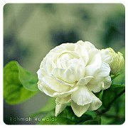 خلود البدري