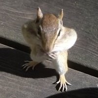 Tim