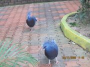 يحيى الغامدي