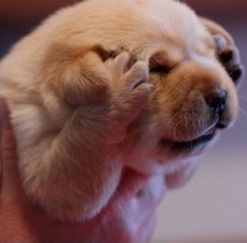 Nuzli Latief Hernawan