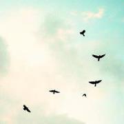 Layla Amer