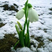 Լիլիթ Ղազարյան