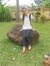 Thu Cuc