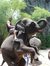 Rohit V...
