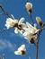 Magnolia