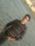 Ramy Tarek