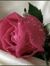 Dalia A...