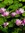 Lily | 3 comments