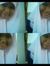 Annisa ...