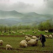 Mark Shields