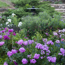 Julia Tottenham-Whitehall