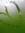 Muis Nado