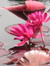 Lily C