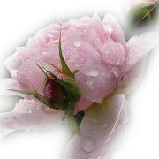 الصافنات الجياد