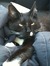 drclevercat