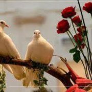 عبدالسلام التميمي