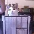 Ed