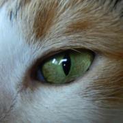 Christine Vandewettering