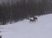 Lucille Auger forest