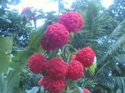 Radhika Priyadersini