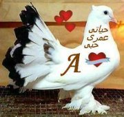 Mustefa Shure