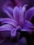 Judy Summerfield smith