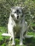Wolfme76