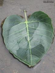 Aureole Wemanuel