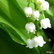 Lily Oberweis