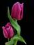 Radha S...