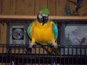 Jeanni Barnard-blaker