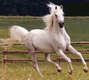 نهى العتيبي