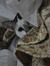 Farhana