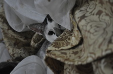 Farhana