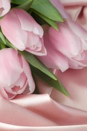 زنبقة الشتاء