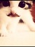 Hadia