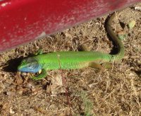 Drupi Drupishandra