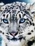 Jaguar ...