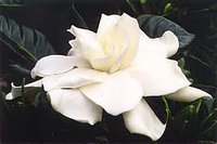 Terri Walthers