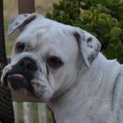 Michele Weinstein ball