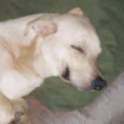 Elia Vidaillet-parsons