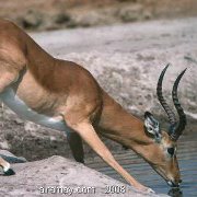 ابراهيم محمد خير