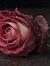 Dalia M...