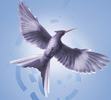 Abram